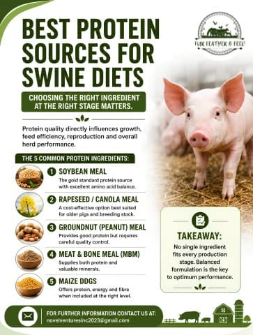 Cover slide: the five common protein ingredients for swine diets — soybean meal, rapeseed or canola meal, groundnut meal, meat and bone meal, and maize DDGS.